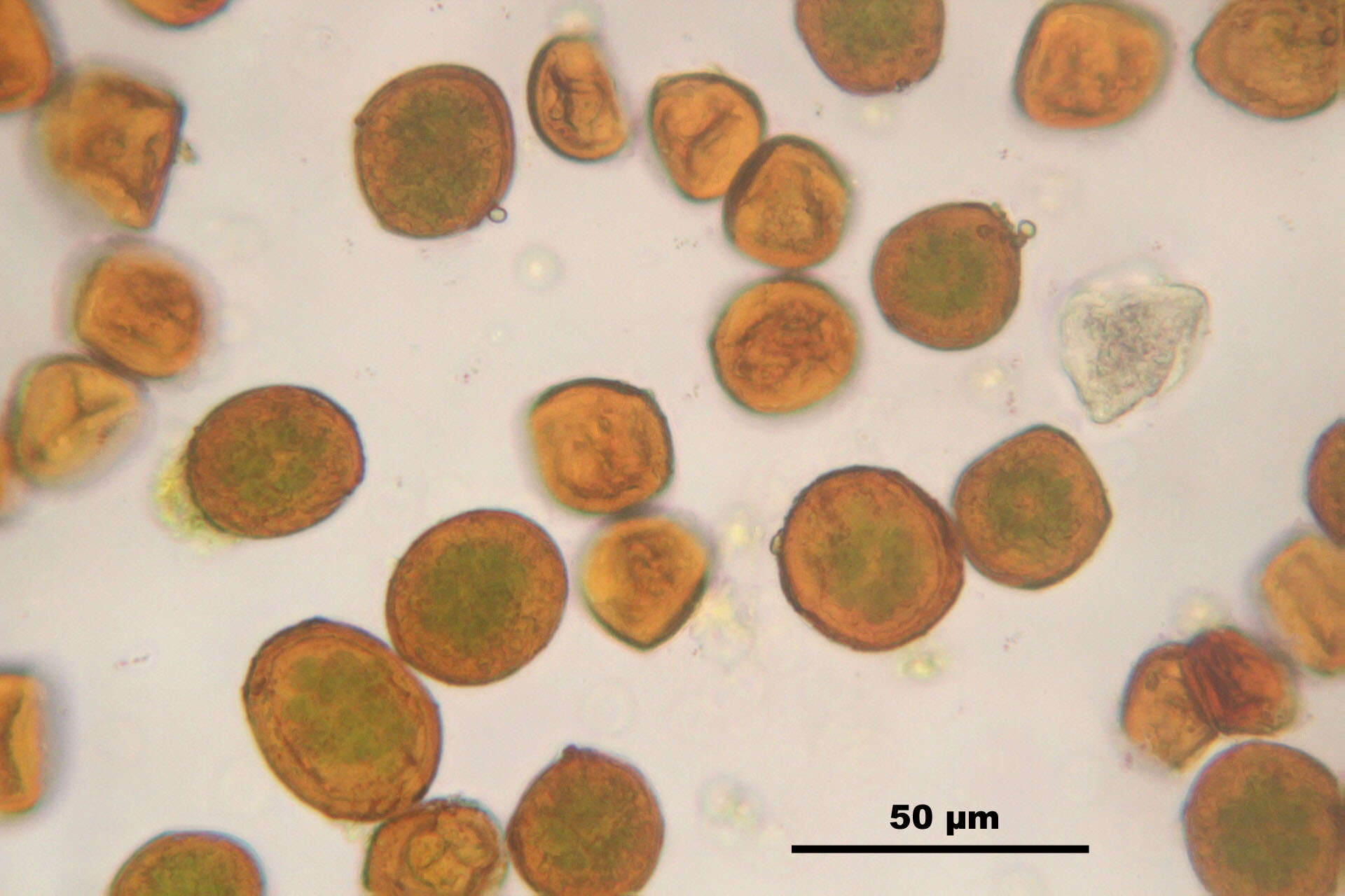 Image of andreaea moss