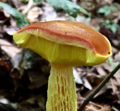 Image of Aureoboletus betula