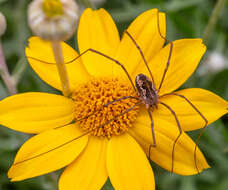 Image of Common Woolly Sunflower