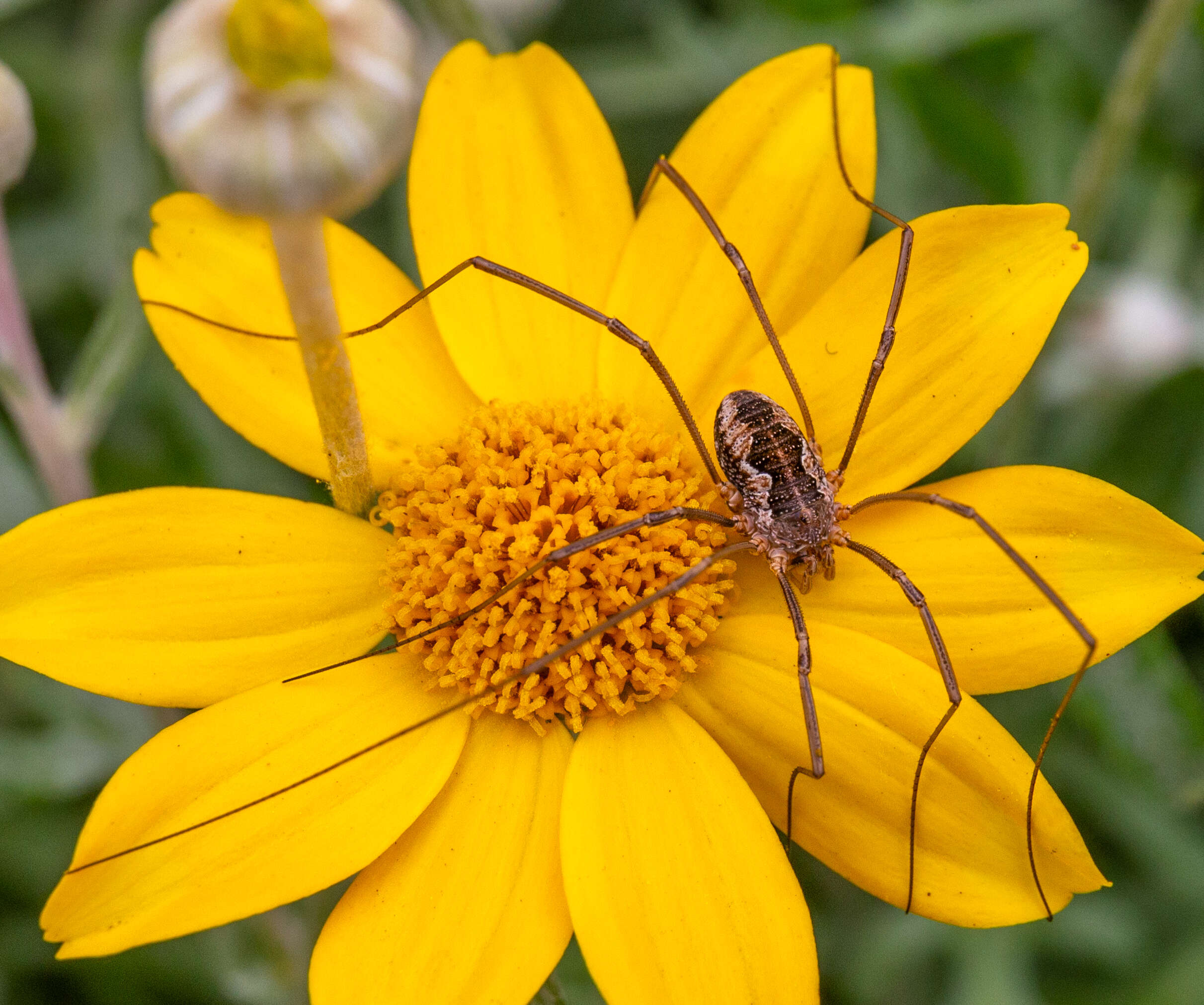 Image of Common Woolly Sunflower