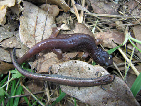 Image of Arboreal Salamander