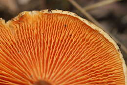 Image of Hygrophoropsis aurantiaca (Wulfen) Maire 1921