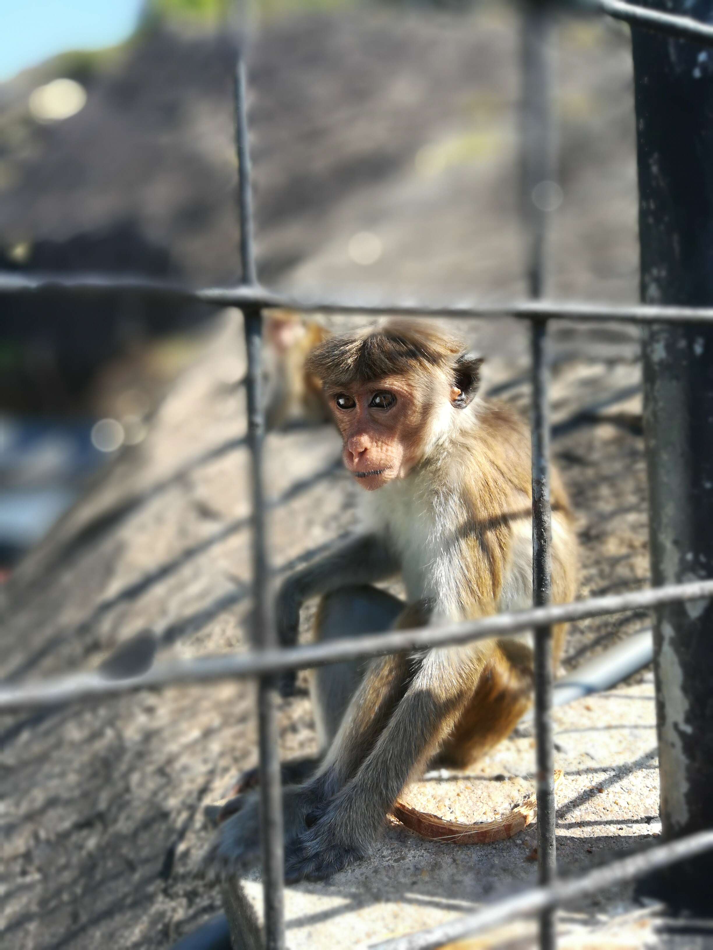 Image of Toque macaque