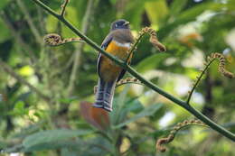 Image of Trogon aurantiiventris