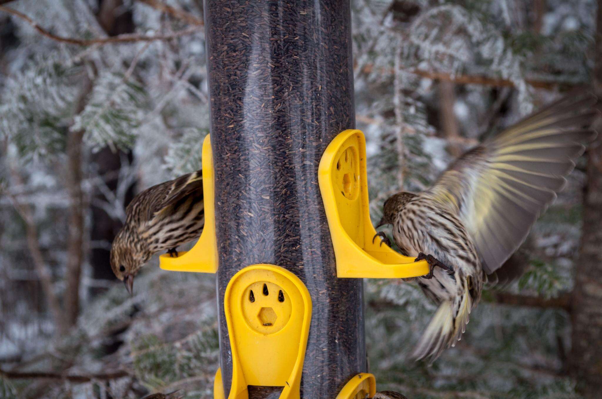 Image of Pine Siskin