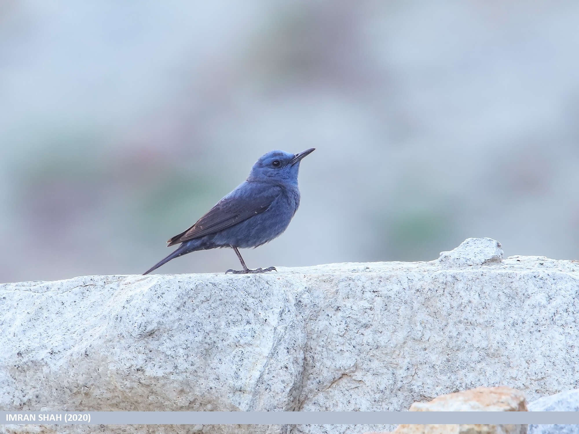 Plancia ëd Monticola solitarius (Linnaeus 1758)