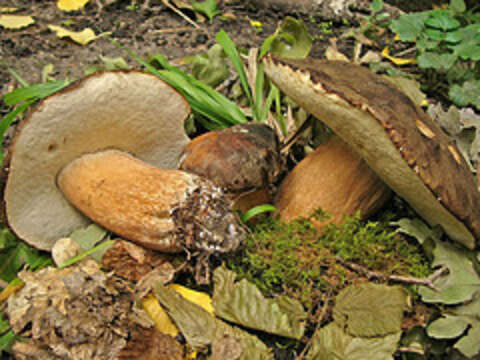 Sivun Boletus aereus Bull. 1789 kuva