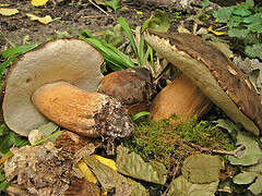 Image of Boletus aereus Bull. 1789