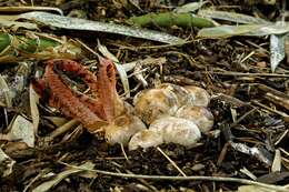 Image of octopus stinkhorn