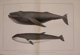 Image of Common Minke Whale