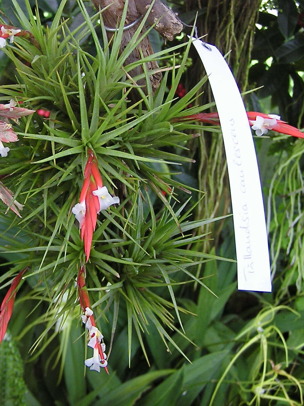 Image of Tillandsia caulescens Brongn. ex Baker