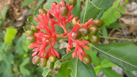 Image of Snakeroot