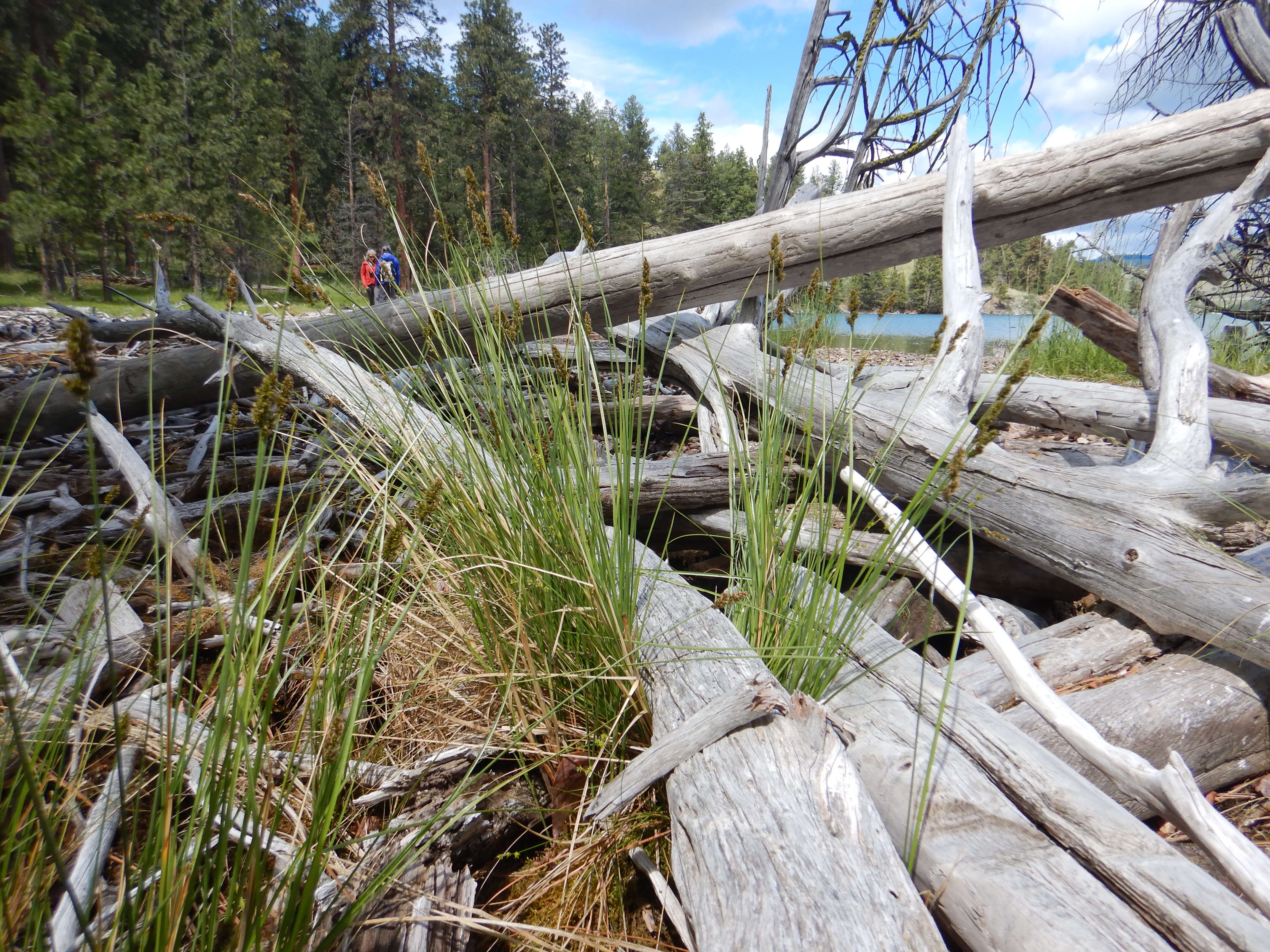 Image of Brown fox sedge