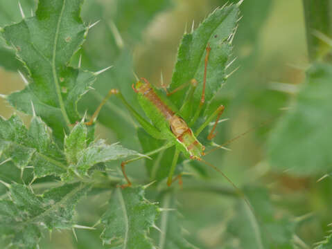 Image of speckled bush-cricket