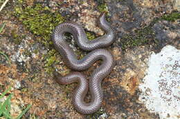 Image of Nilgiri Burrowing Snake