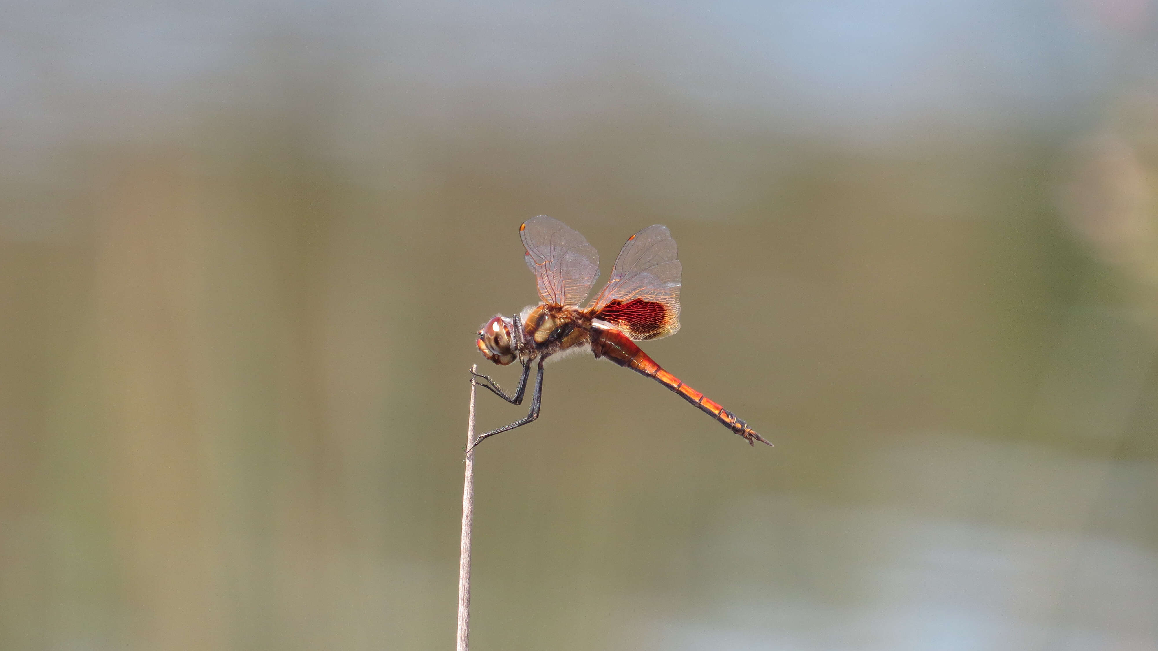 Image of Common Glider