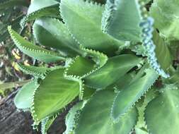 Kalanchoe laetivirens Descoings resmi