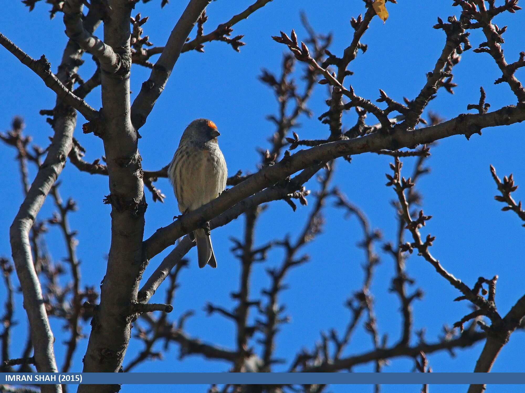 Image of Fire-fronted Serin