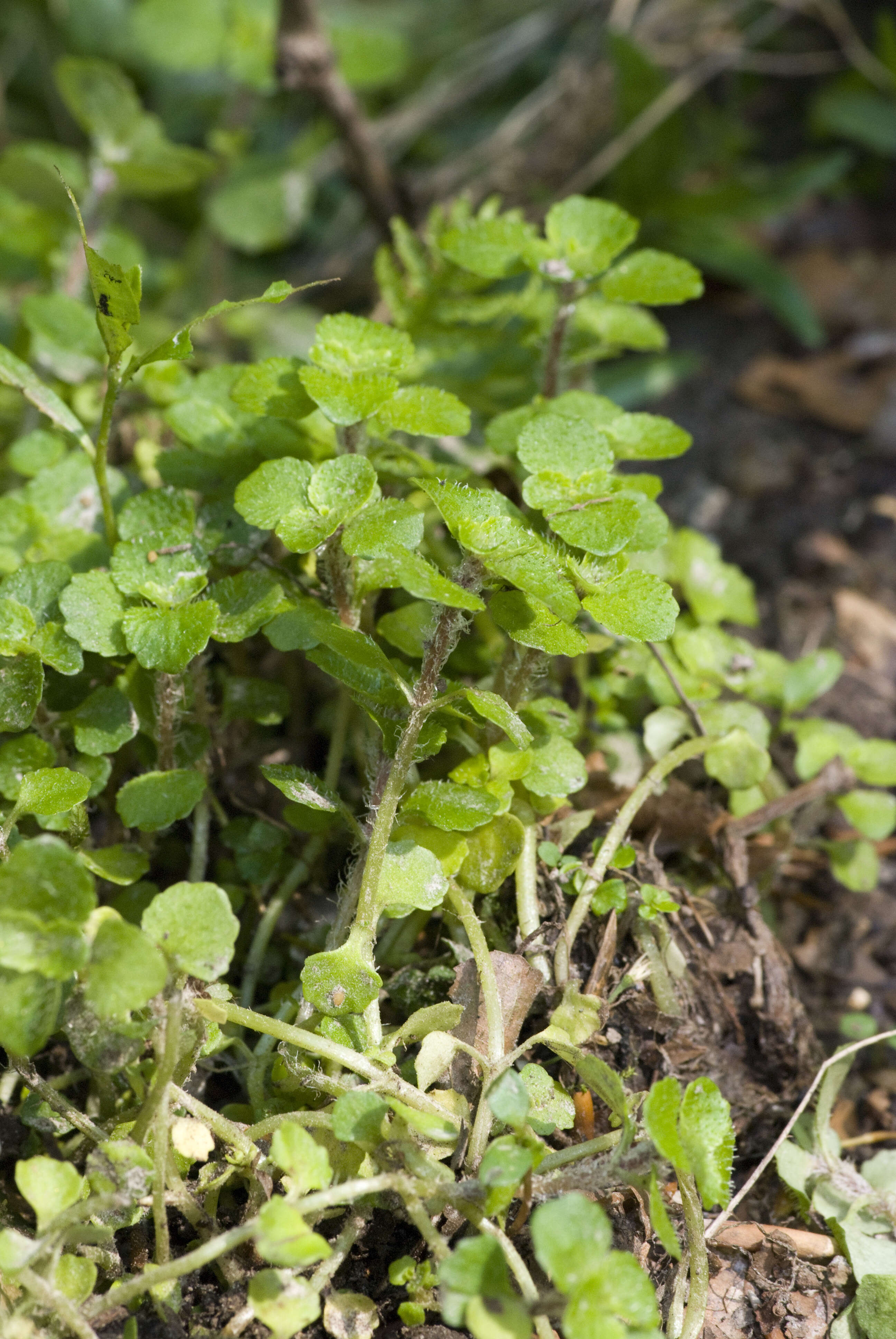 Plancia ëd Chrysosplenium oppositifolium L.