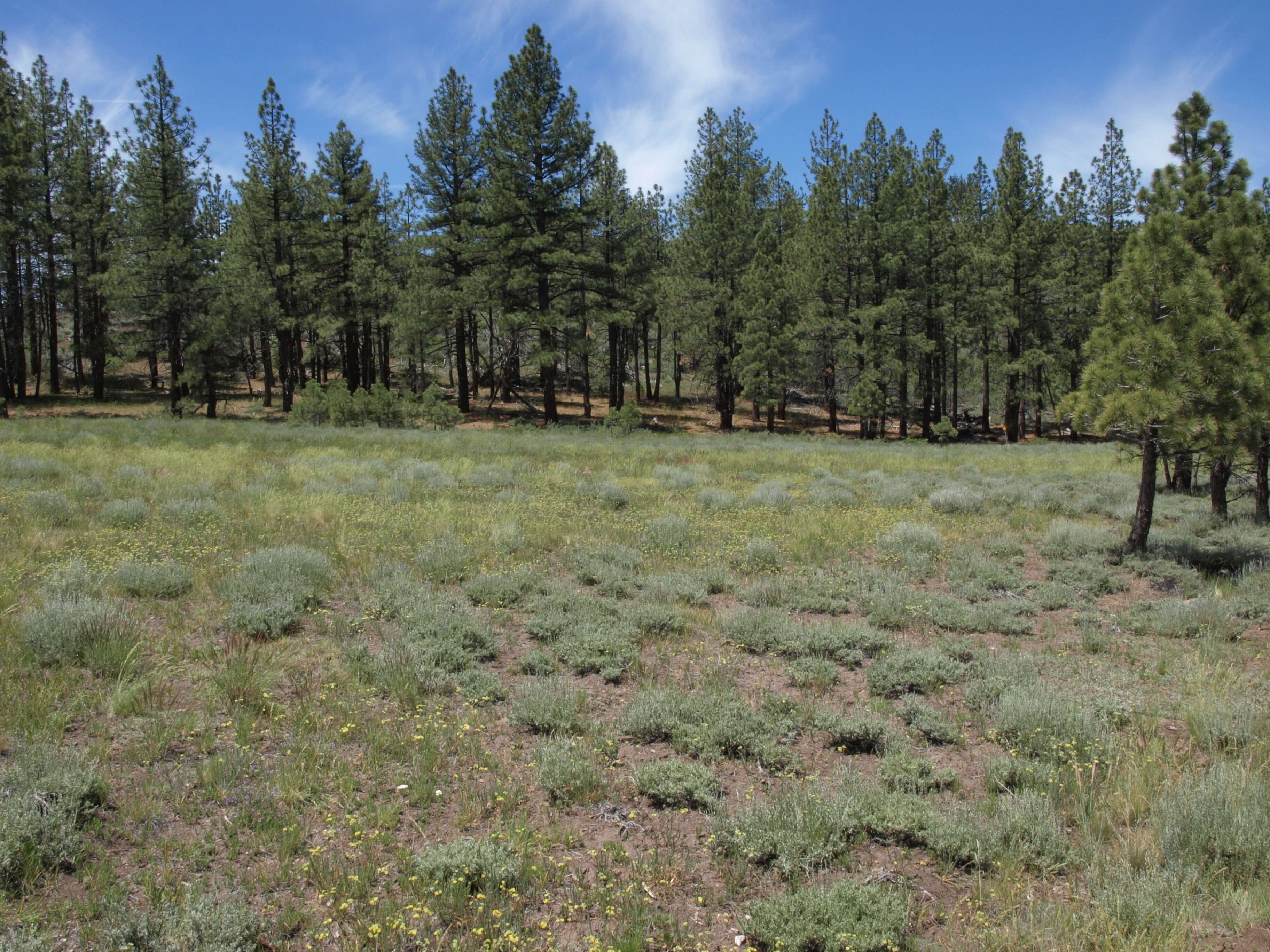 Image of Sierra Valley mousetail