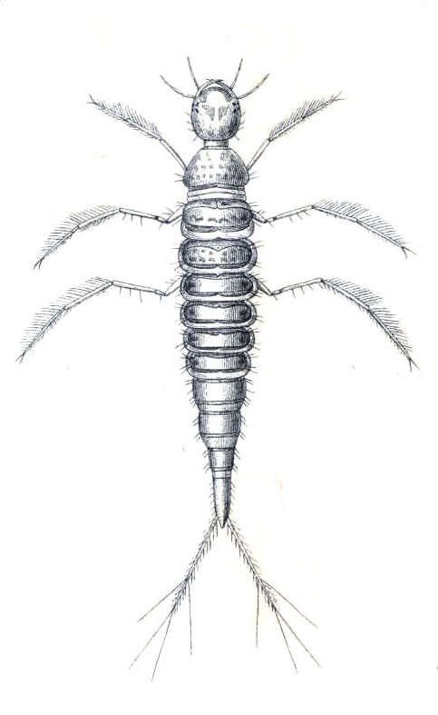 Image of Laccophilus hyalinus (De Geer 1774)