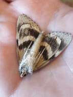 Image of Yellow-banded Underwing