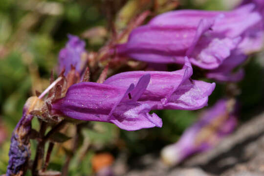 Image of Davidson's penstemon