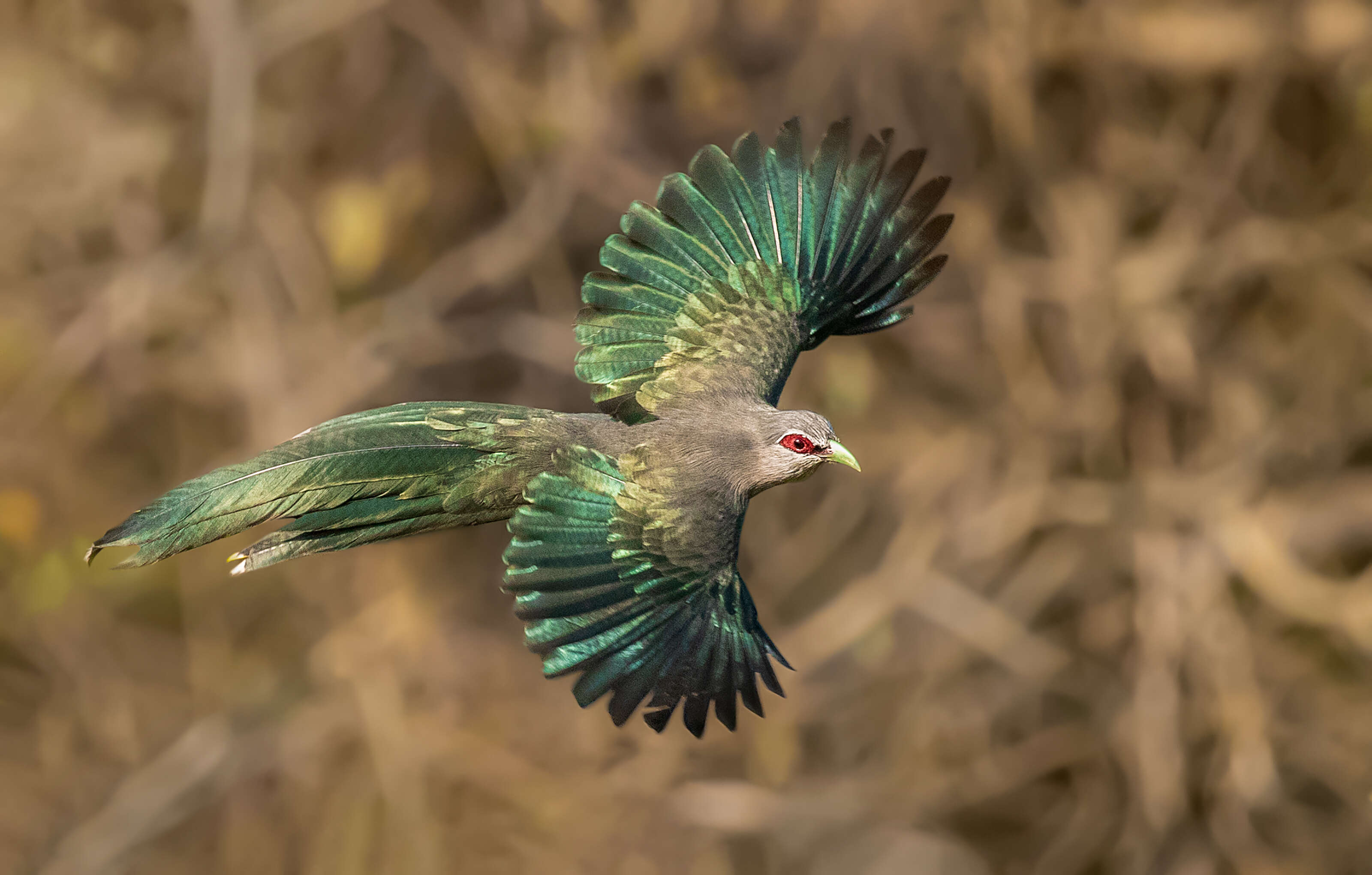 Image of Green-billed Malkoha