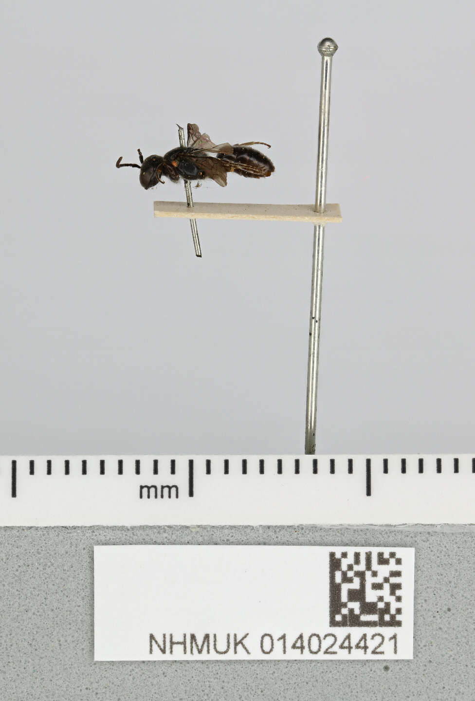 Image of Māori Masked Bee