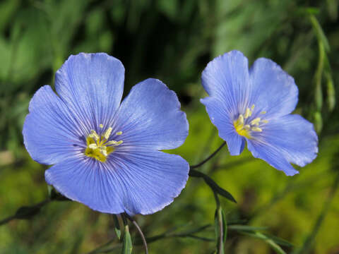 Image of Blue flax