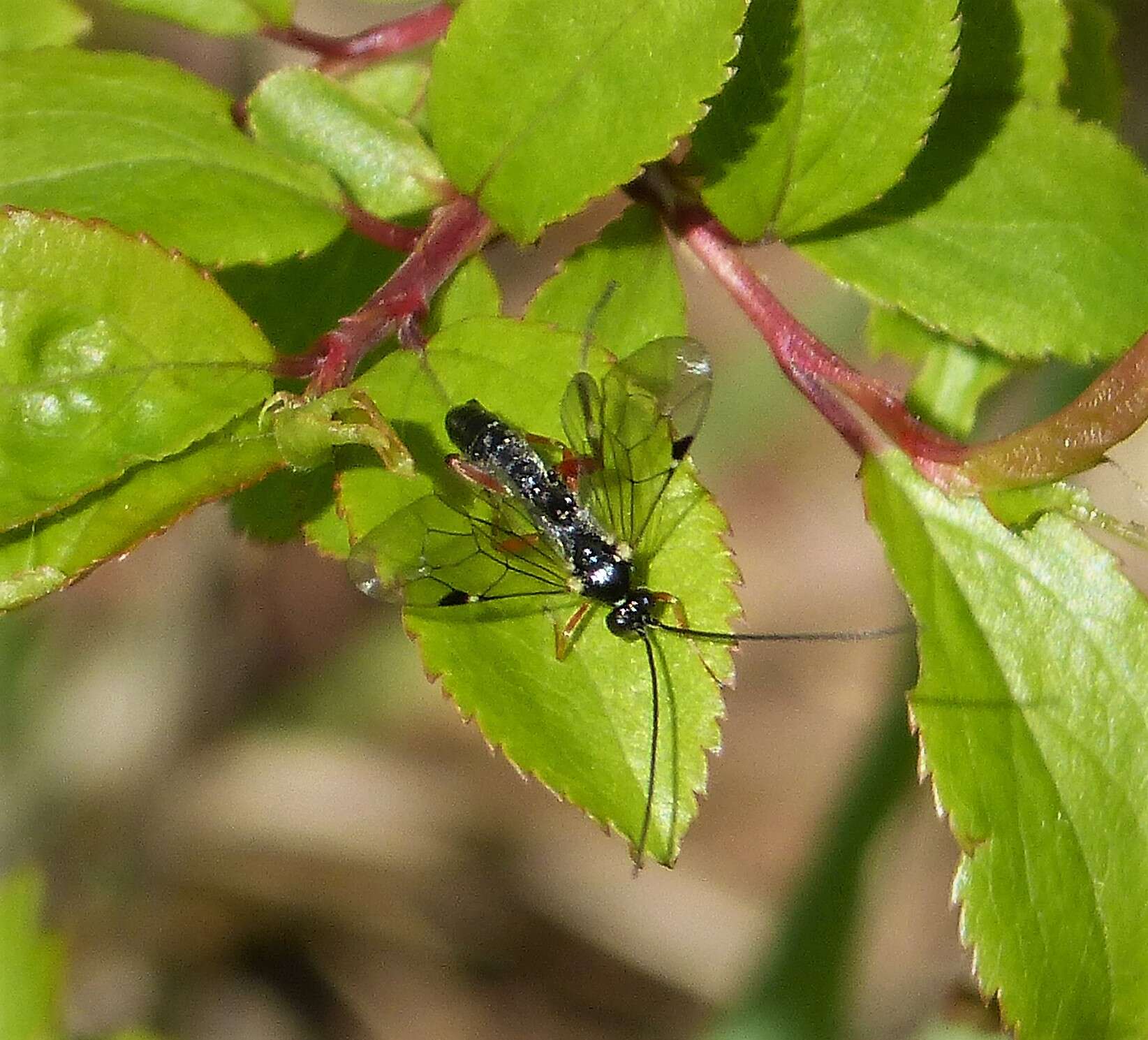 Image of Ichneumon