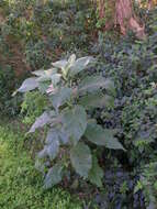 Image of earleaf nightshade