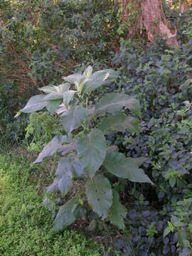 Imagem de Solanum mauritianum Scop.