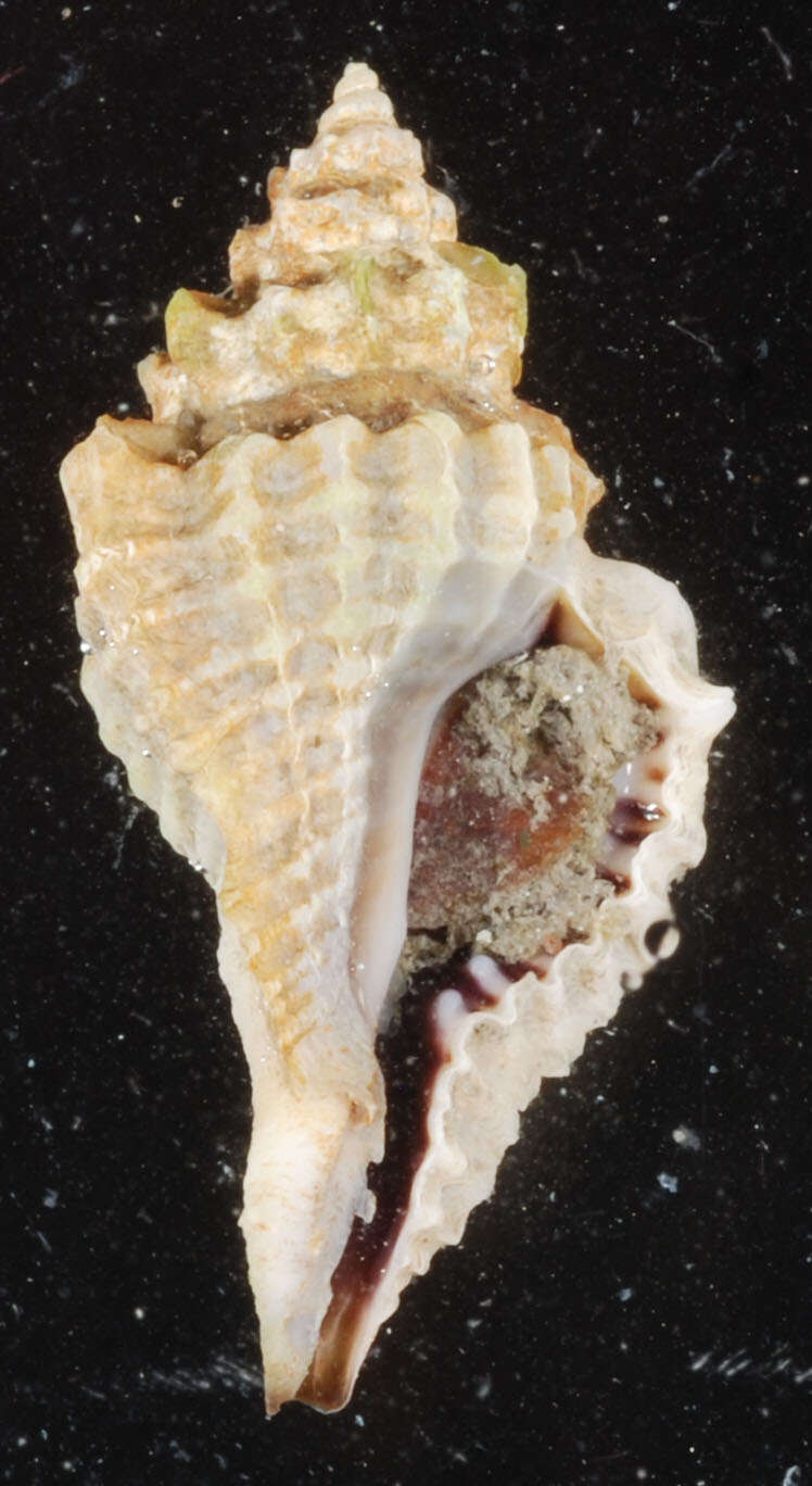 Image of Eupleura caudata (Say 1822)