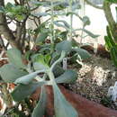 Image of Ceropegia lophophora (Bruyns) Bruyns