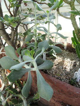 Image of Ceropegia lophophora (Bruyns) Bruyns