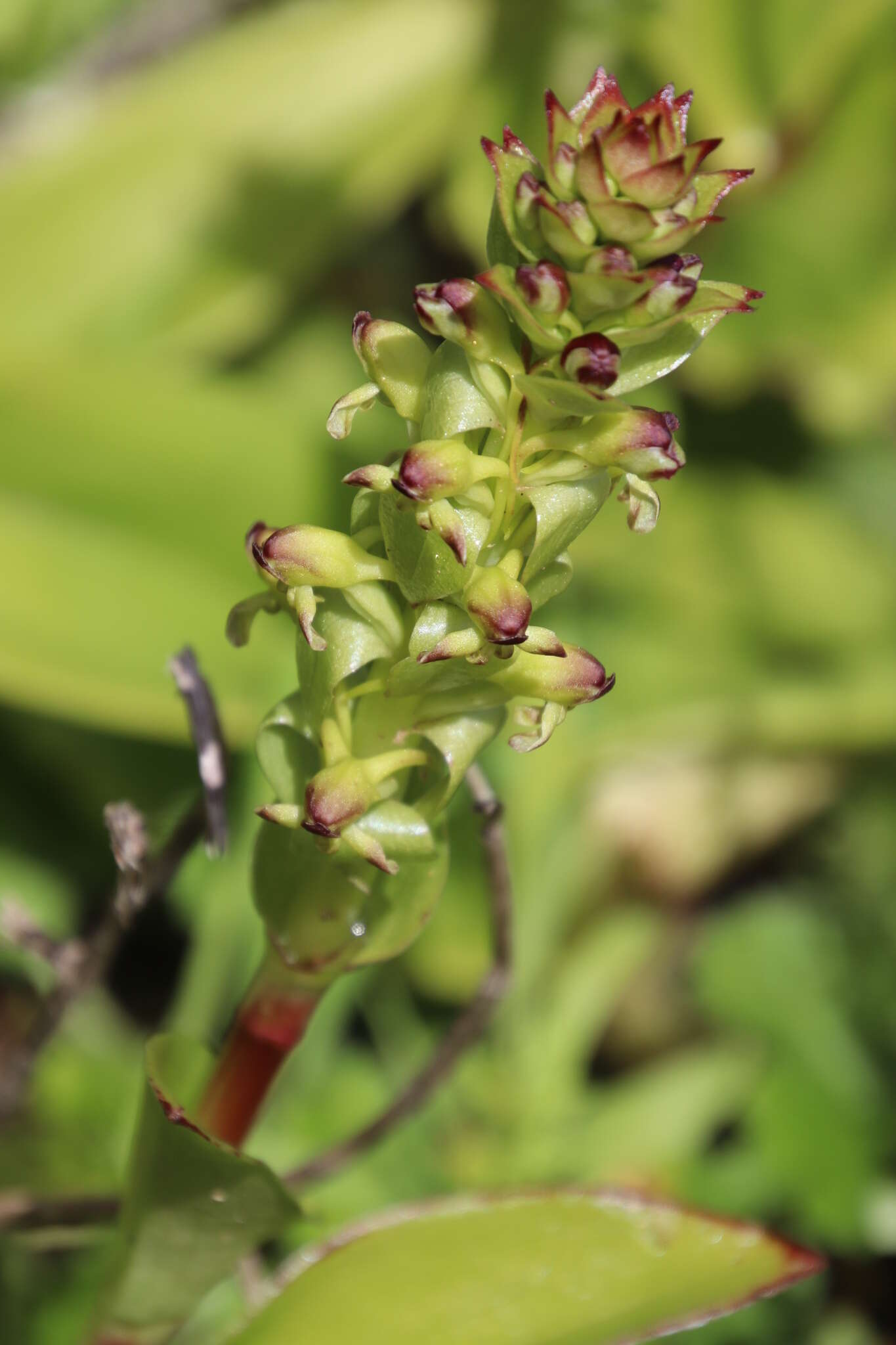 Image de Satyrium odorum Sond.