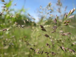 Image of Smooth Meadow-grass