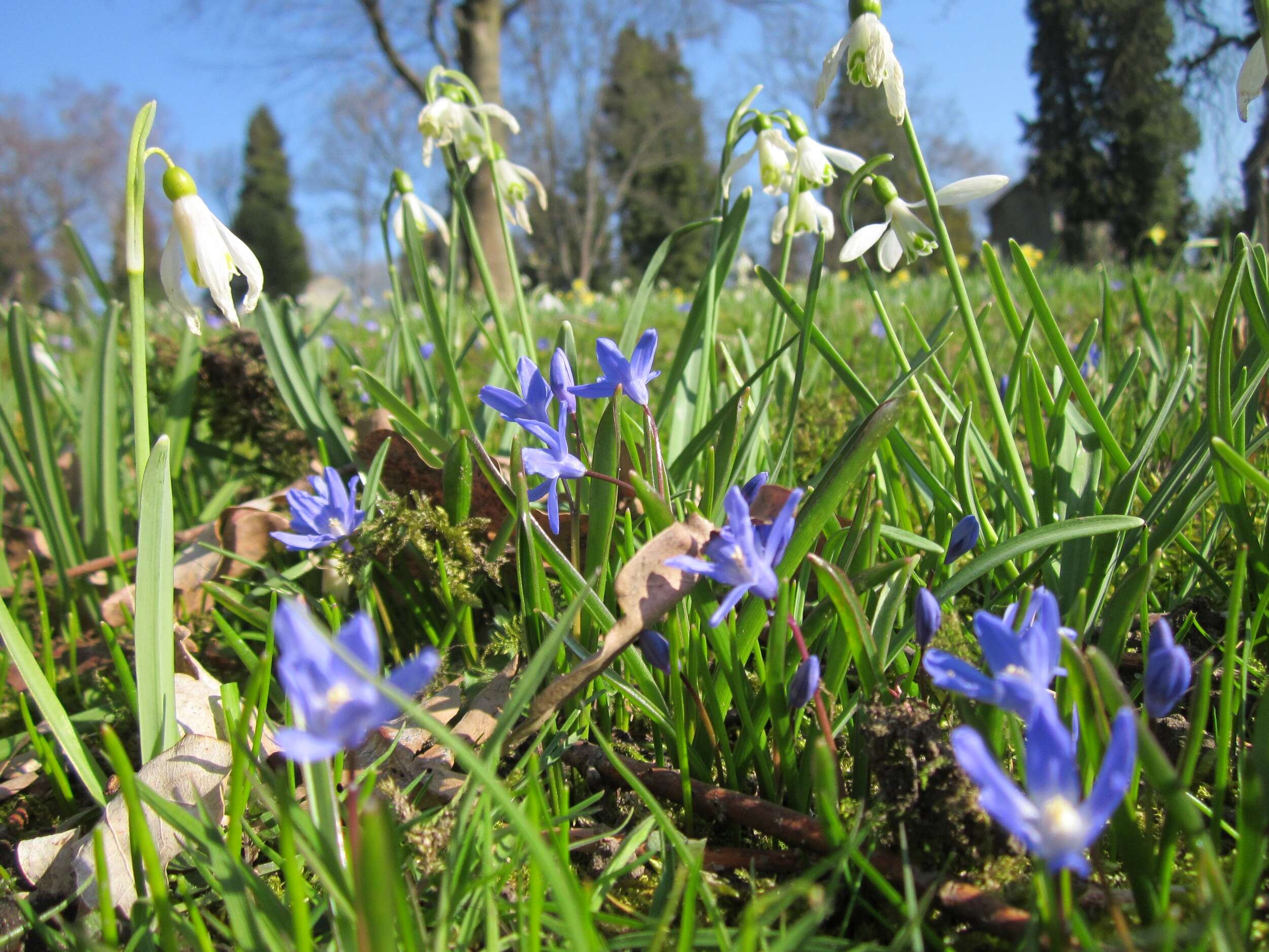 Image de Scilla luciliae (Boiss.) Speta