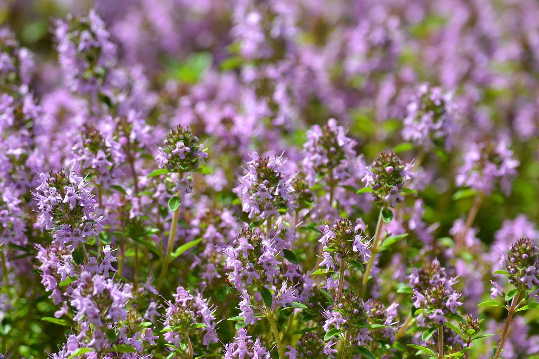 Слика од Thymus serpyllum L.