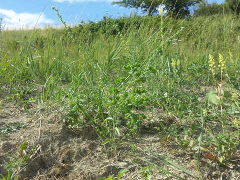 Image of European stickseed