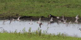 Image of Stilt Sandpiper