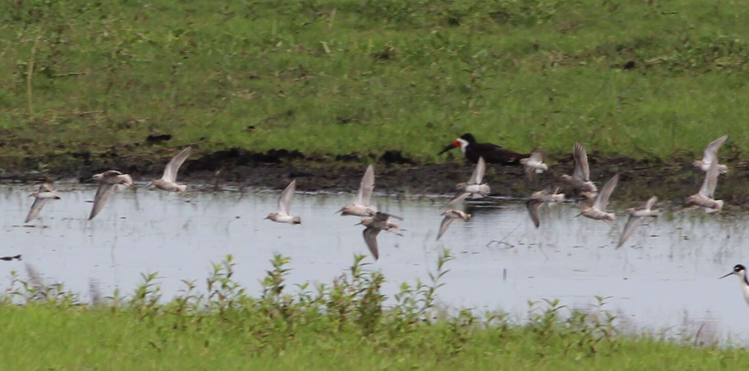 Image of Stilt Sandpiper