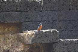 Image of Common Kingfisher