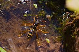 Image of European Paper Wasp