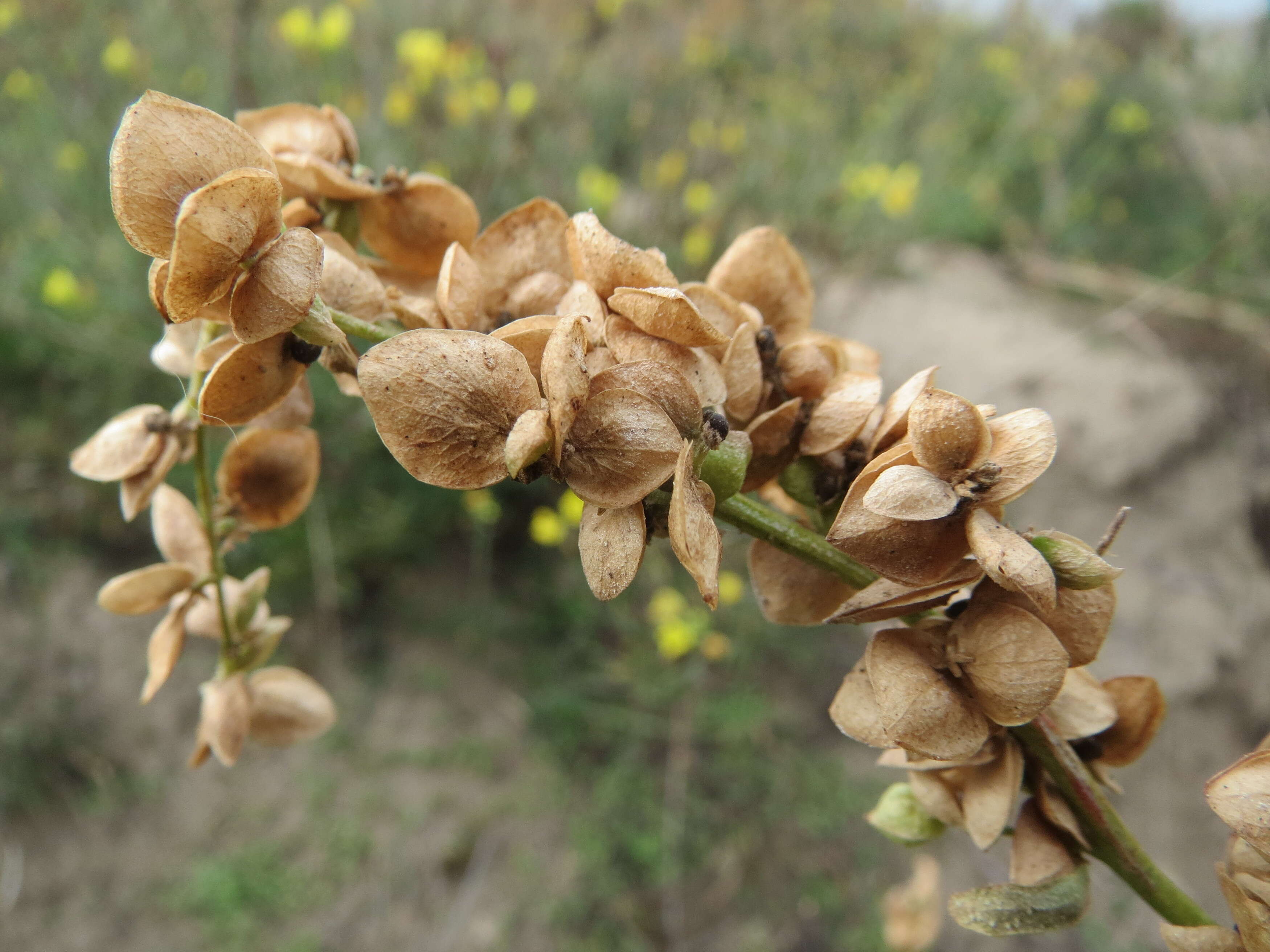 Image de Atriplex sagittata Bkh.