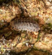 Image of Pillbug