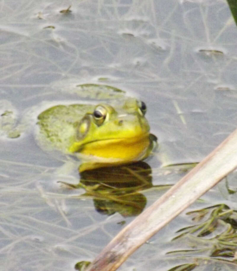 Image of American Bullfrog