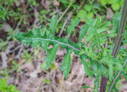 Plancia ëd Sonchus asper (L.) Hill