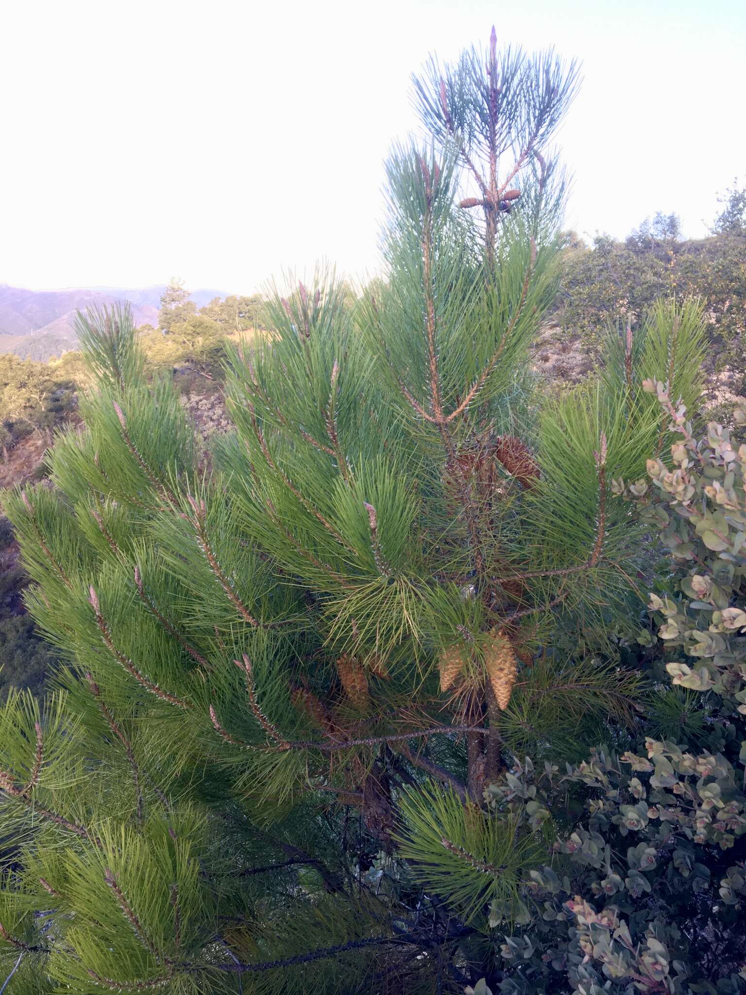 Imagem de Pinus attenuata Lemmon